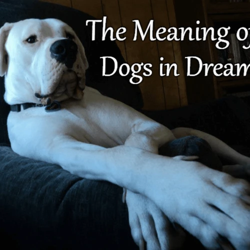 Common Variations Of Dog Dreams