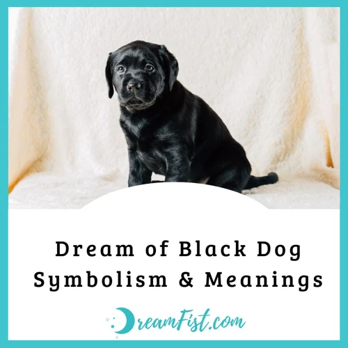 Positive Meanings Of A Black Dog In Dreams