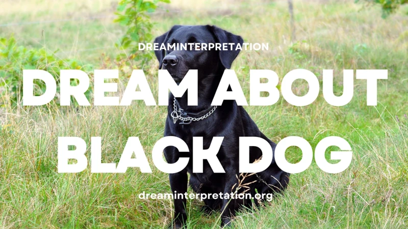 Psychological Analysis Of Dreaming Of A Black Dog