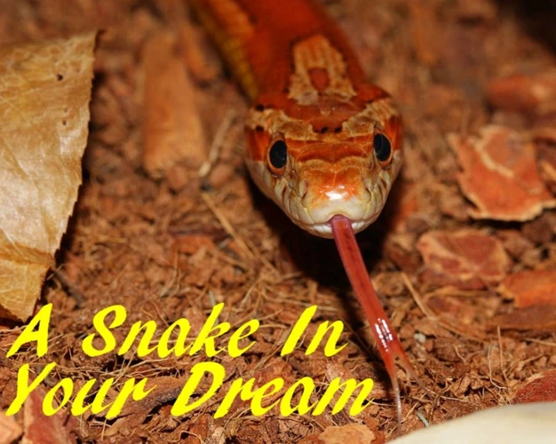 Red Snake Dreams And Personal Experiences