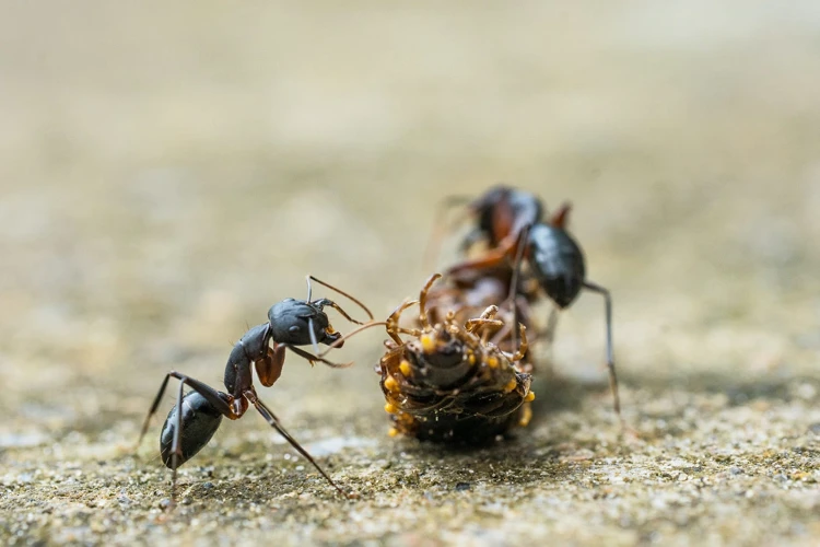 The Symbolic Significance Of Ants