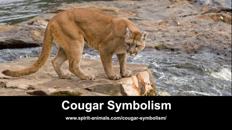 Understanding Cougars