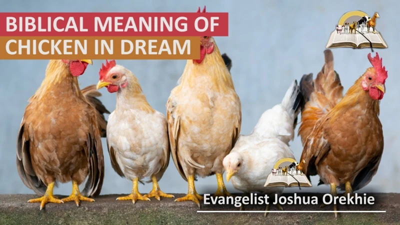 Understanding The Symbolism Of Chickens In Dreams