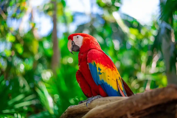 Why You Might Be Dreaming About Parrots